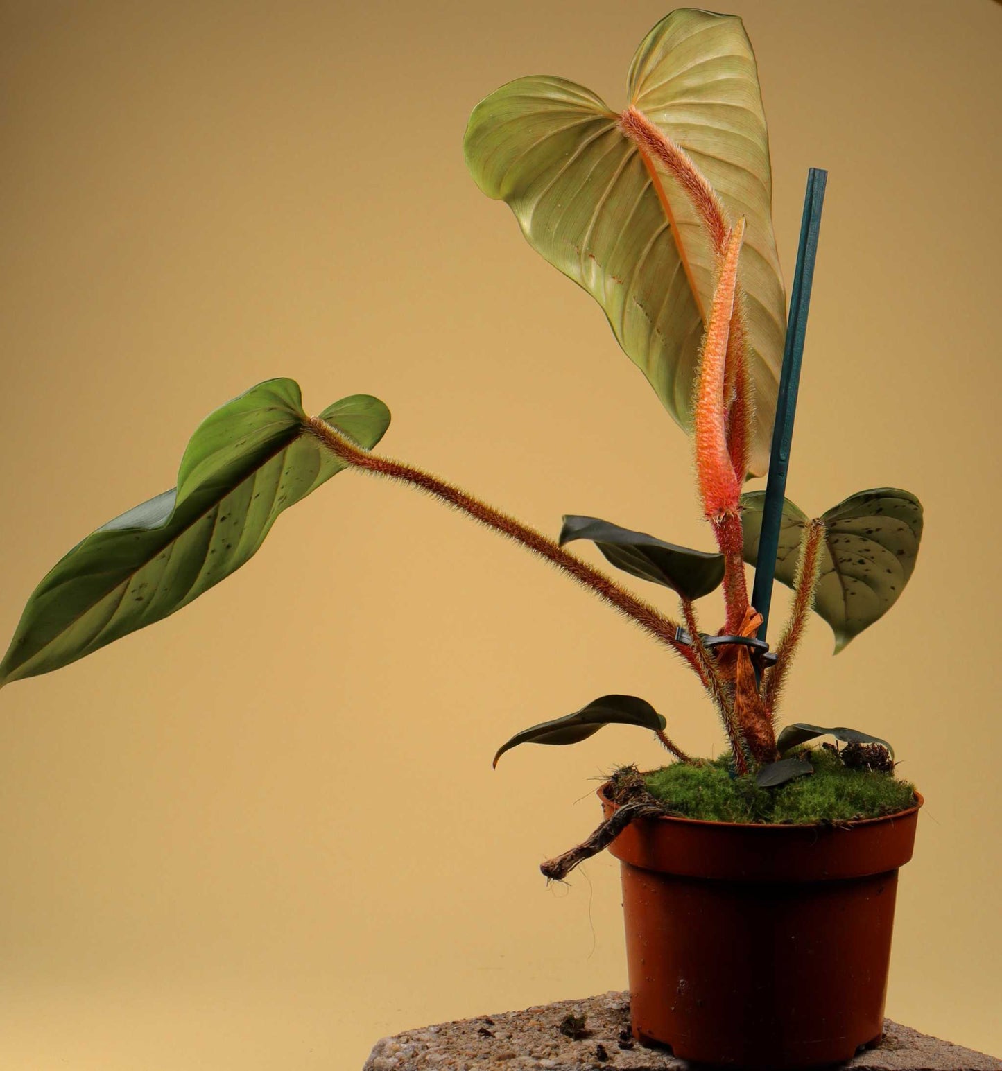 Philodendron serpens