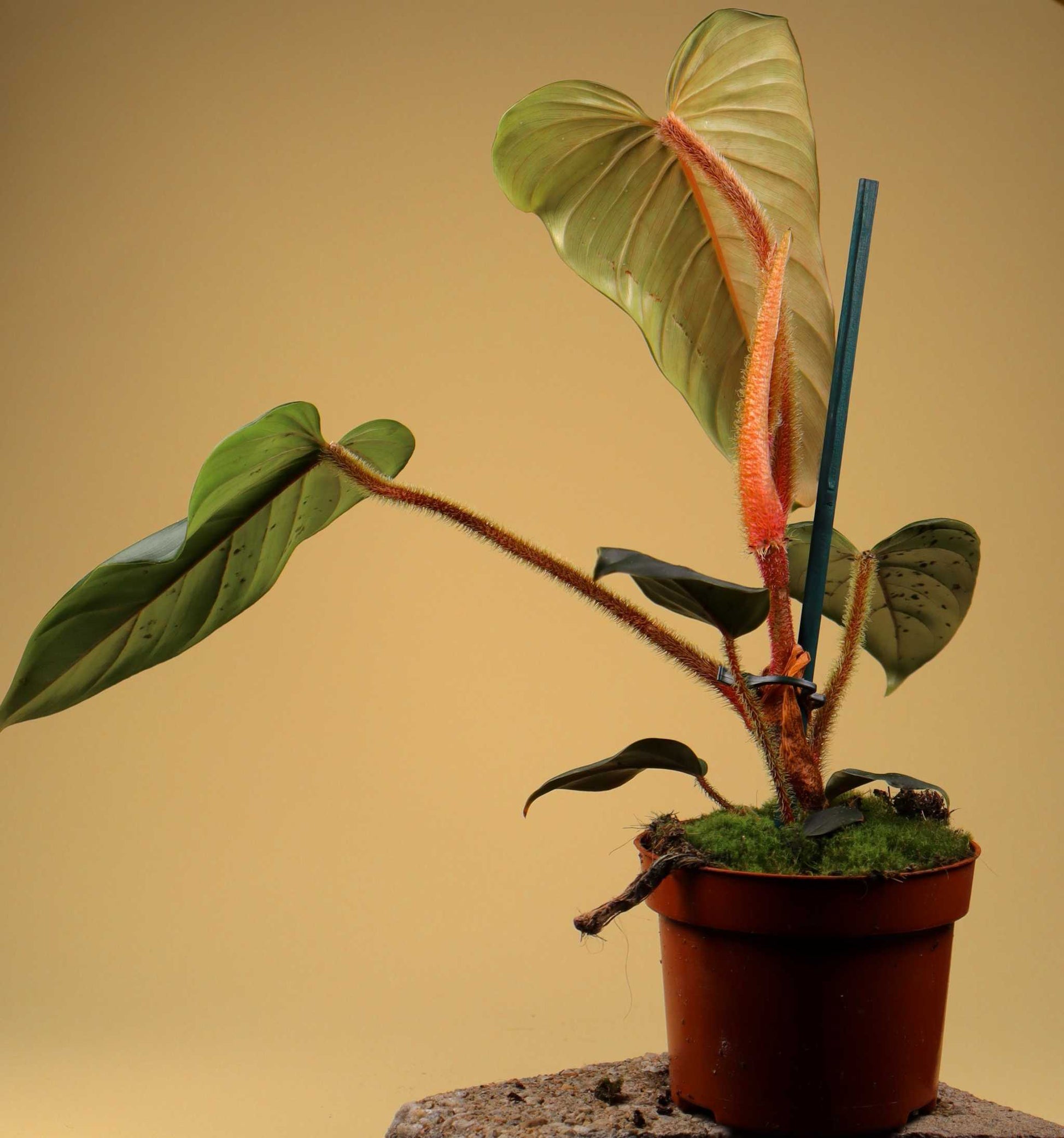 Philodendron serpens