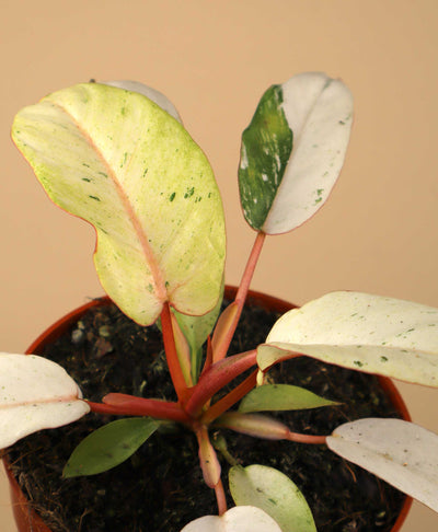 Philodendron 'Snowdrift'