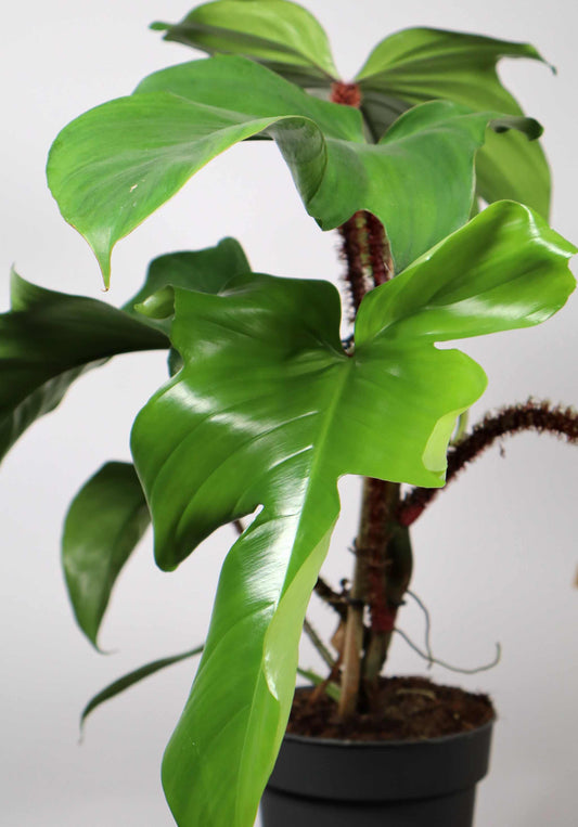 Philodendron squamiferum 'Mossranka'