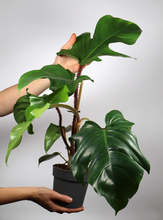 Philodendron squamiferum 'Mossranka'