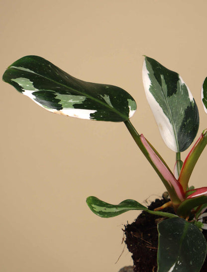 Philodendron 'White Princess'