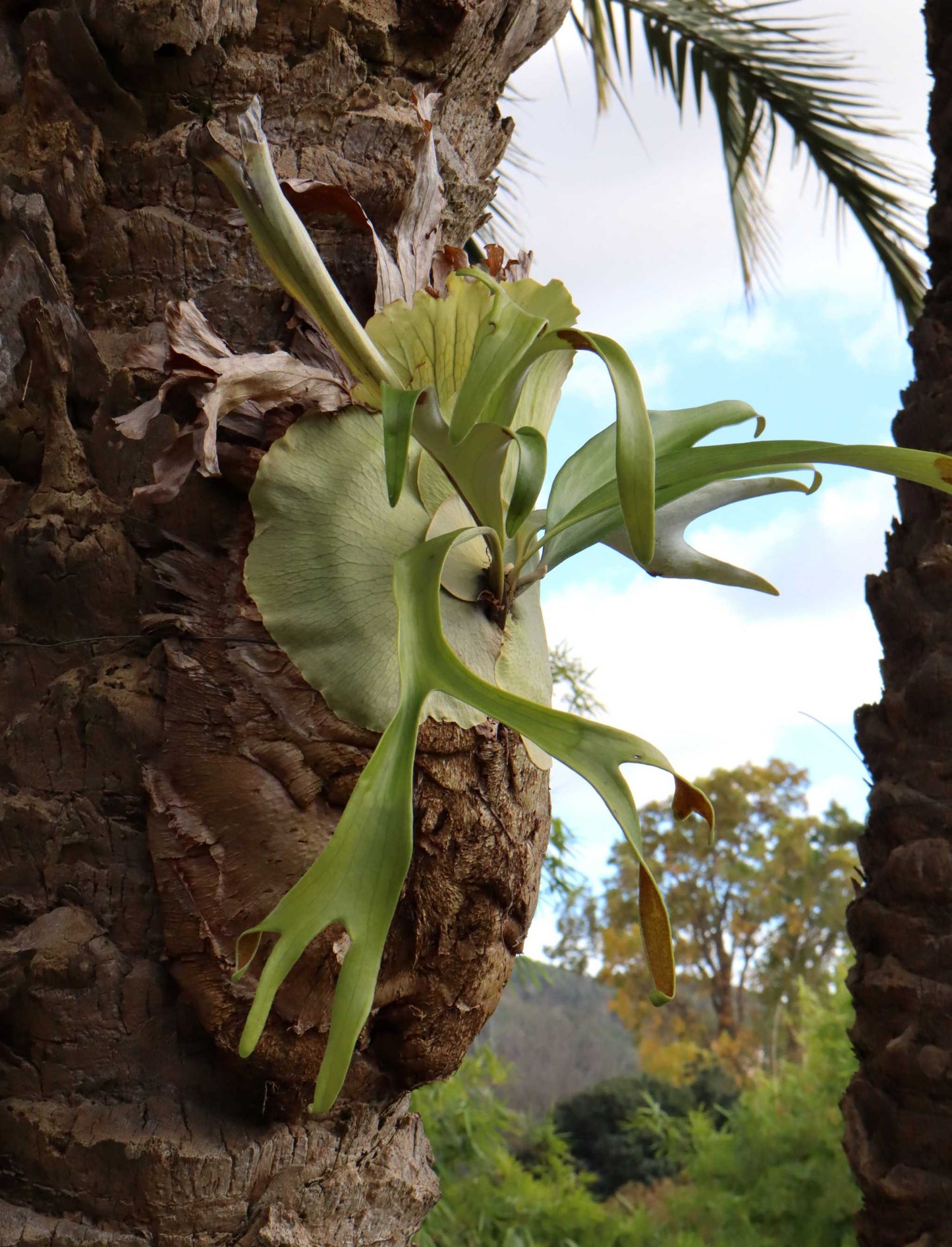 Platycerium bifurcatum | Elchhornfarn