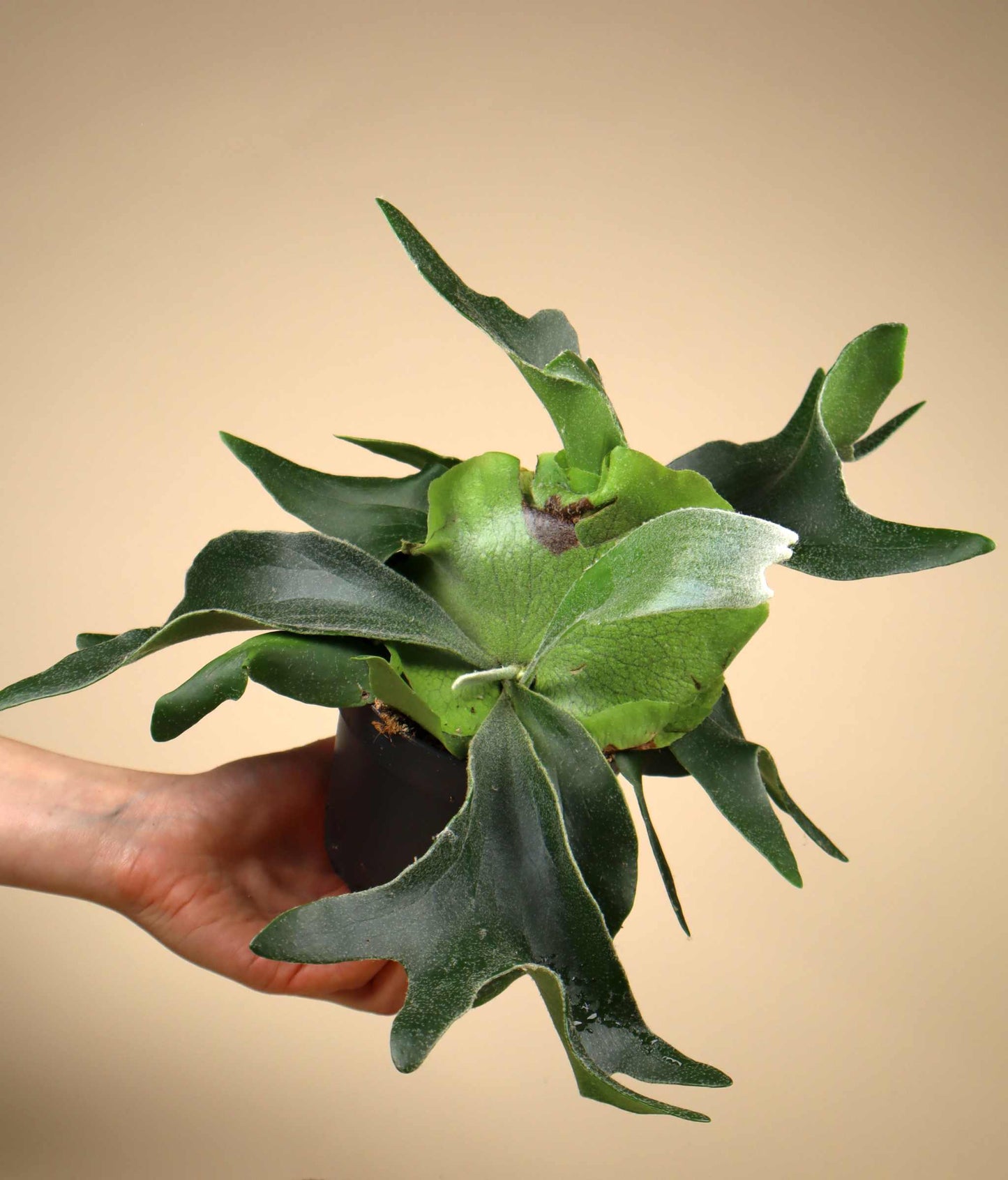 Platycerium bifurcatum | Älghornsbräken