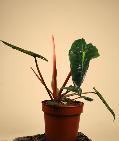 Philodendron billietiae