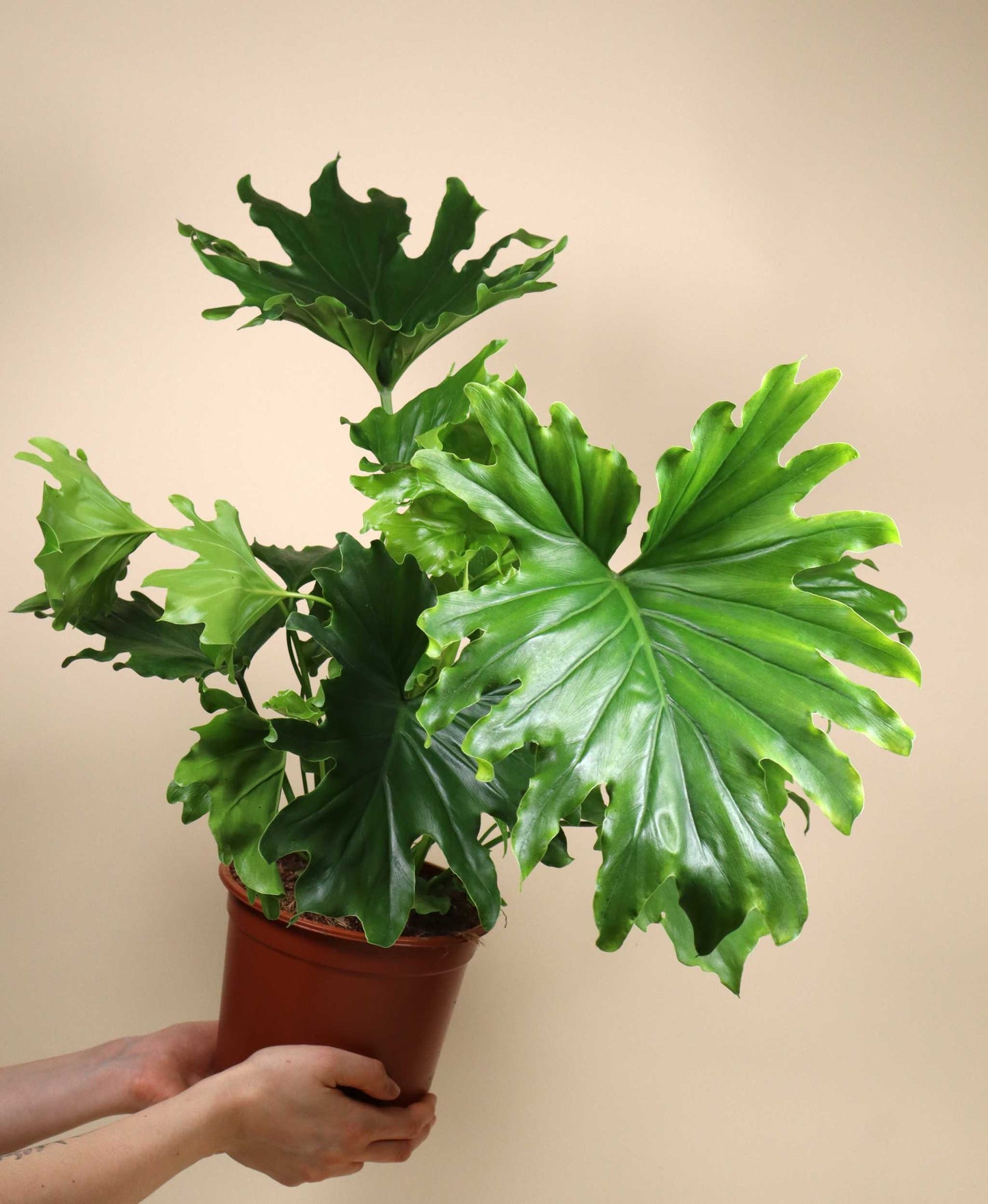 Philodendron bipinnatifidum