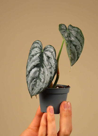 Philodendron brandtianum