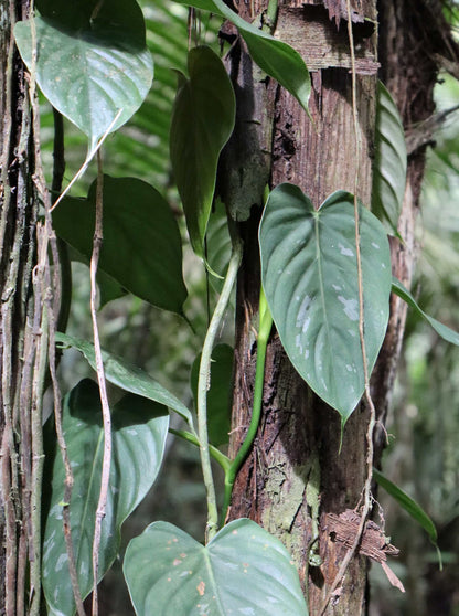 Philodendron brandtianum 