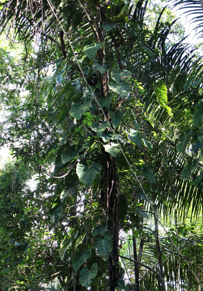 Philodendron brandtianum 