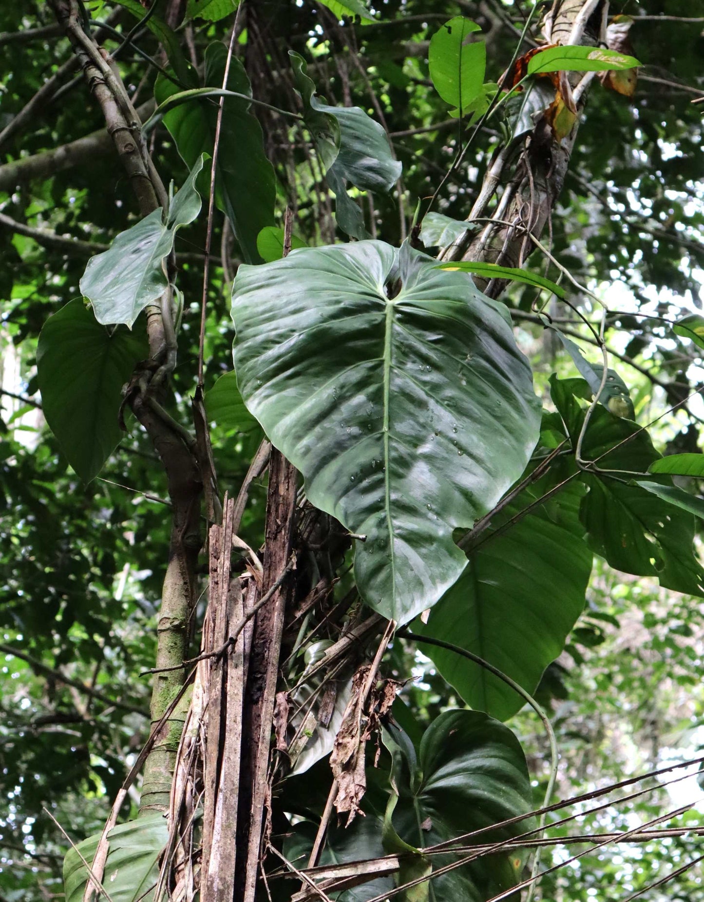 Philodendron brandtianum 