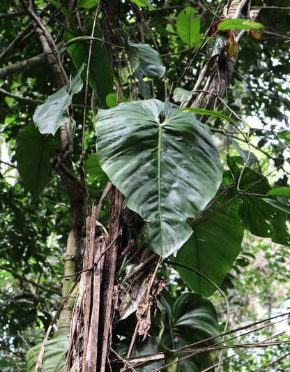 Philodendron brandtianum 