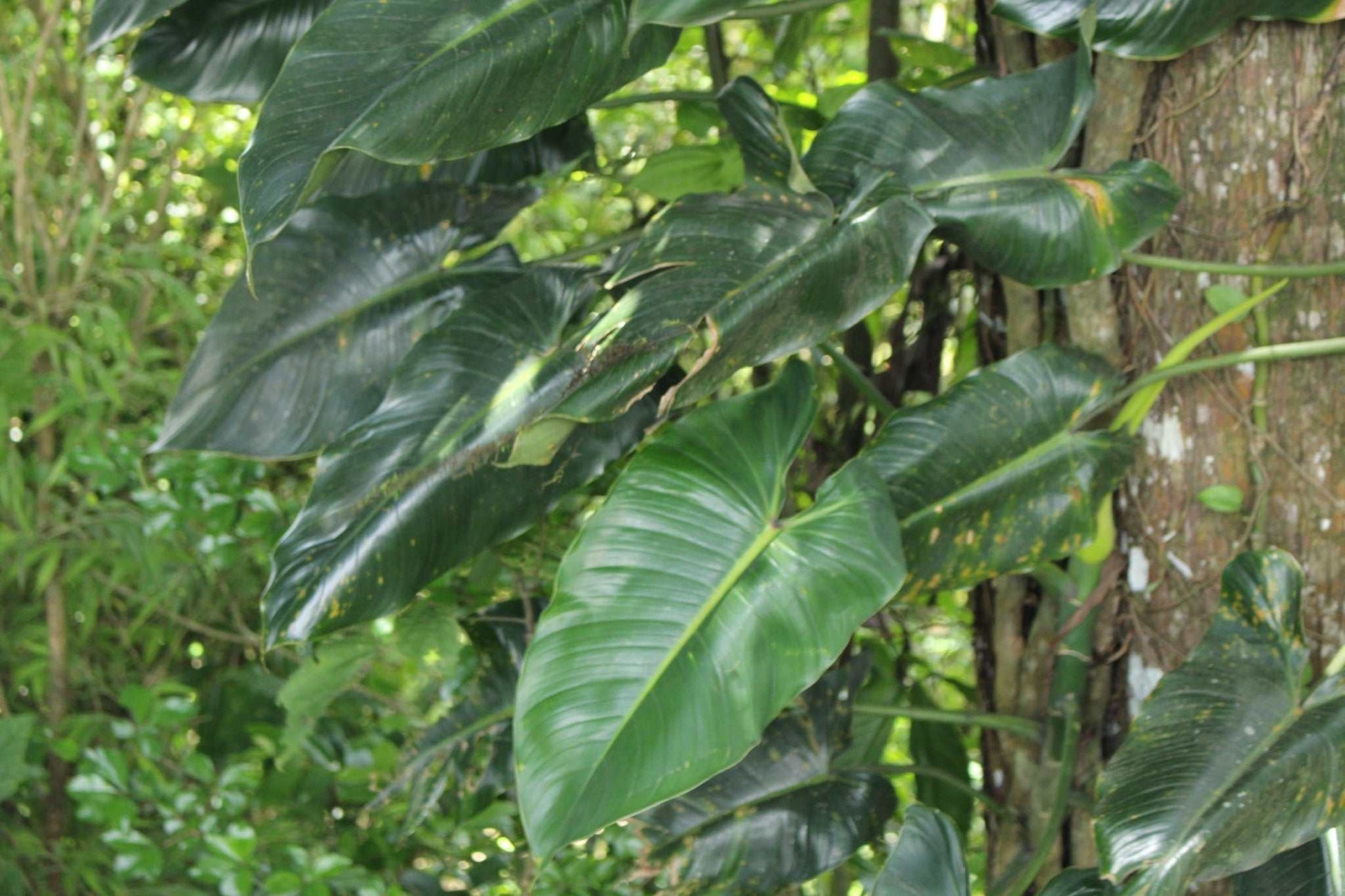 anthurium brenesii Philodendron Brenesii | Köp Exotiska Växter Online
