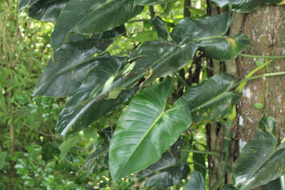 Philodendron brenesii
