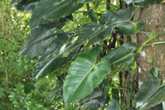 Philodendron brenesii