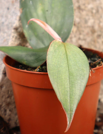 Philodendron 'Burle Marx Fantasy'