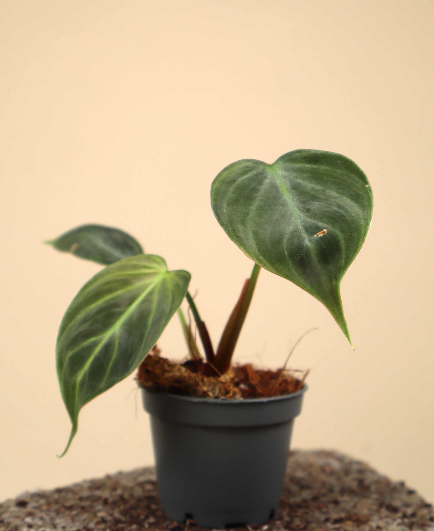 Philodendron rubrijuvenile 'El Choco Red'