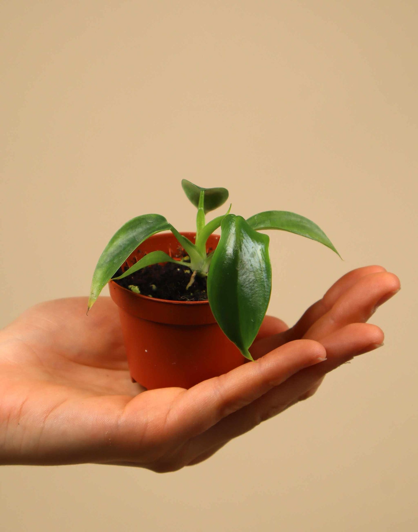 Philodendron cotonense