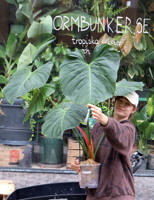 Philodendron rubrijuvenile 'El Choco Red'