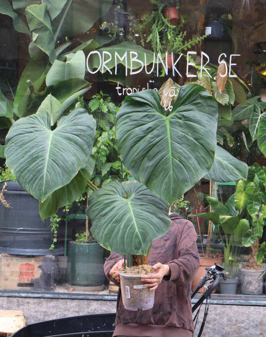 Philodendron rubrijuvenile 'El Choco Red'