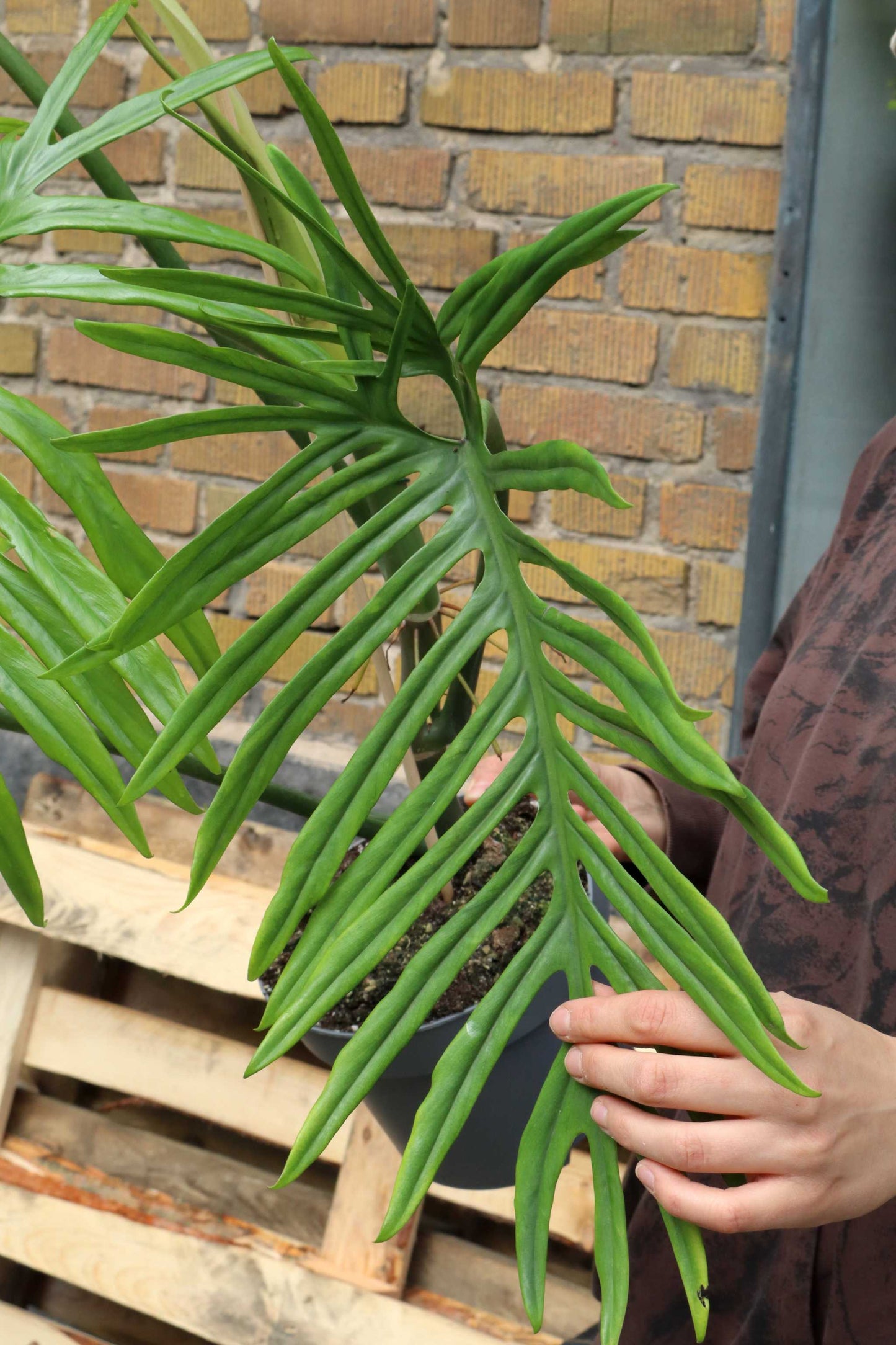 Philodendron elegans