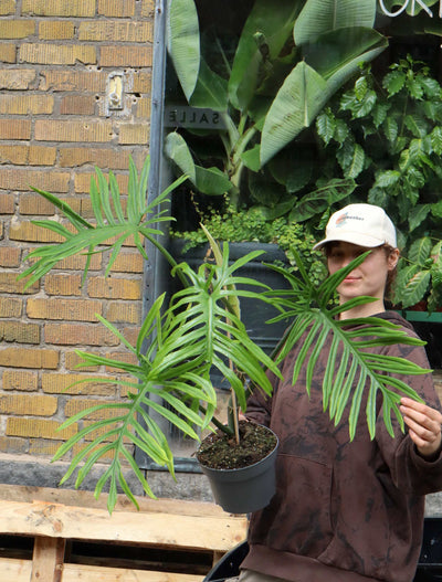 Philodendron elegans