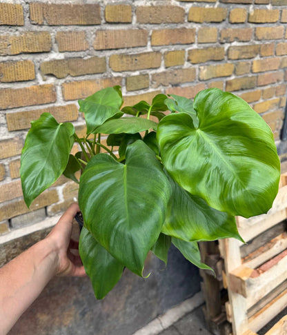 Philodendron giganteum