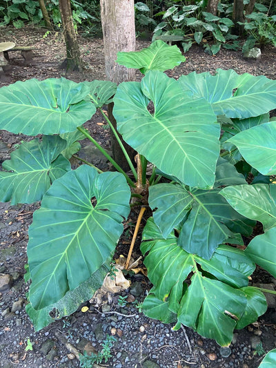 Philodendron giganteum