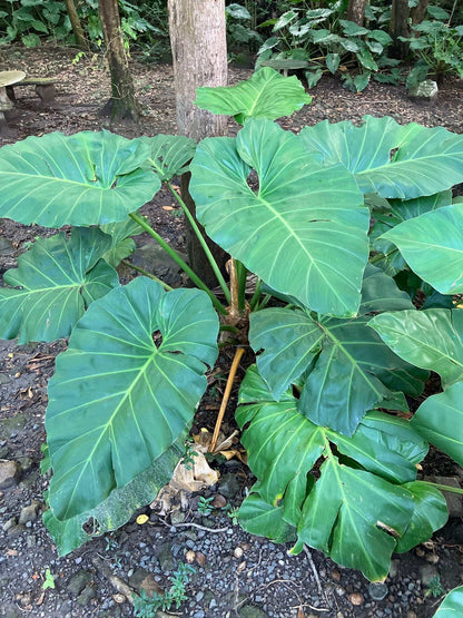 Philodendron giganteum