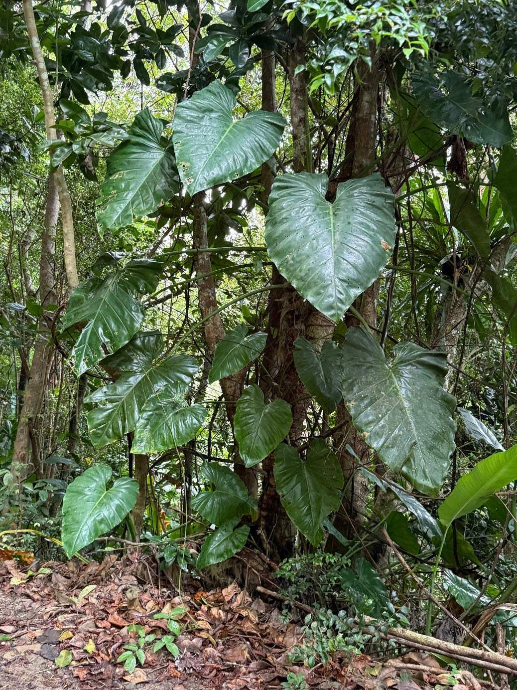 Philodendron giganteum