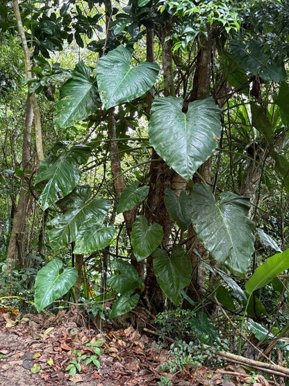 Philodendron giganteum