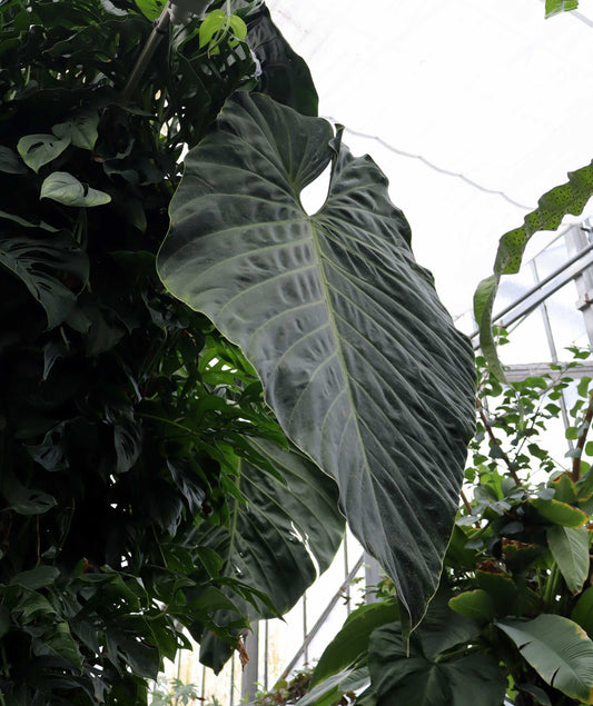 Philodendron gigas