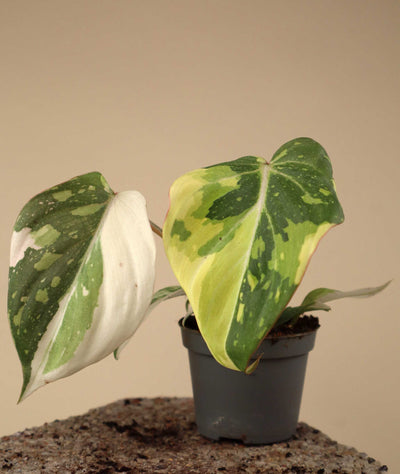 Philodendron gloriosum variegata