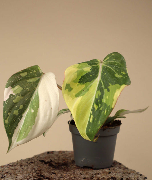 Philodendron gloriosum variegata