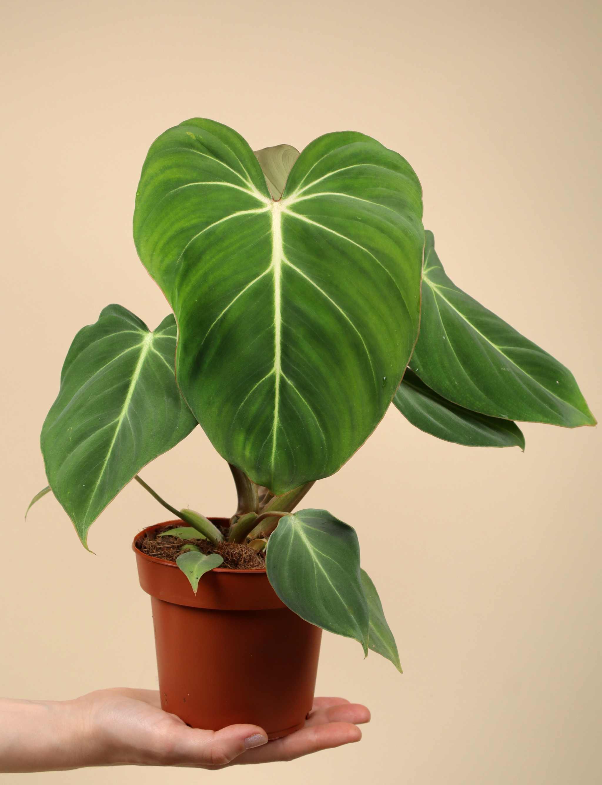 その他観葉植物 Philodendron gloriosum 'Radiante' Philodendron gloriosum | Rare houseplants for sale | Plant nursery