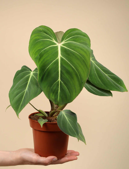 Philodendron gloriosum 