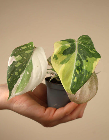 Philodendron gloriosum variegata