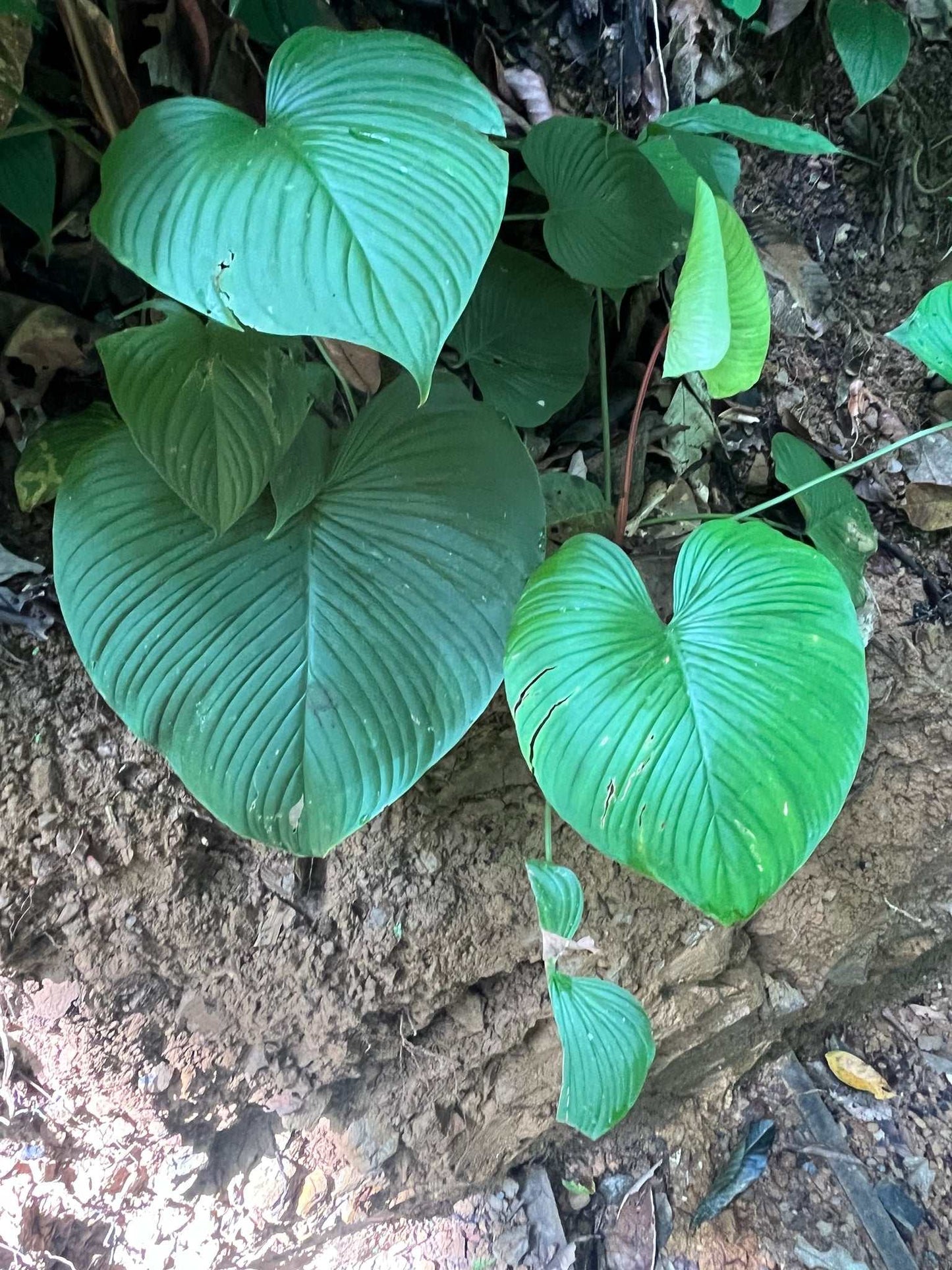 Philodendron grandipes