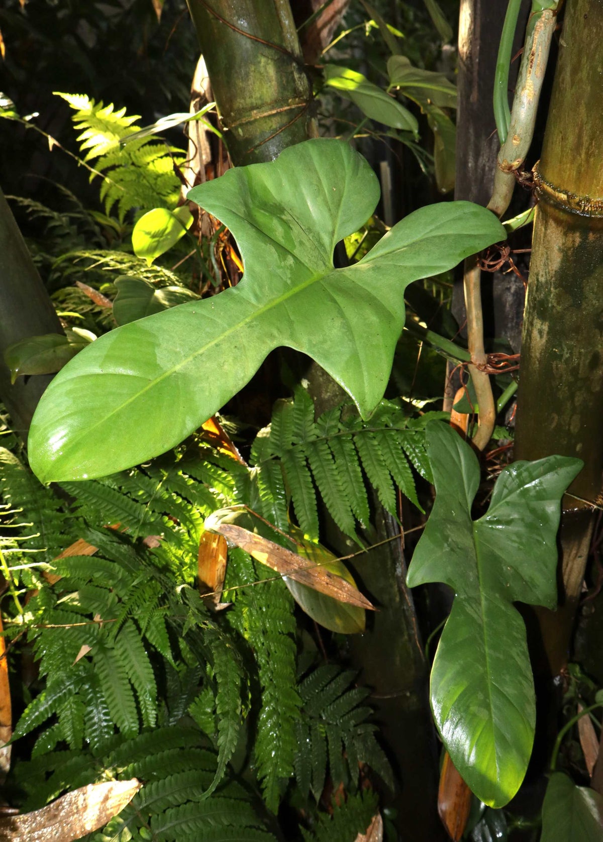 Philodendron hastatum 'Silver Sword'