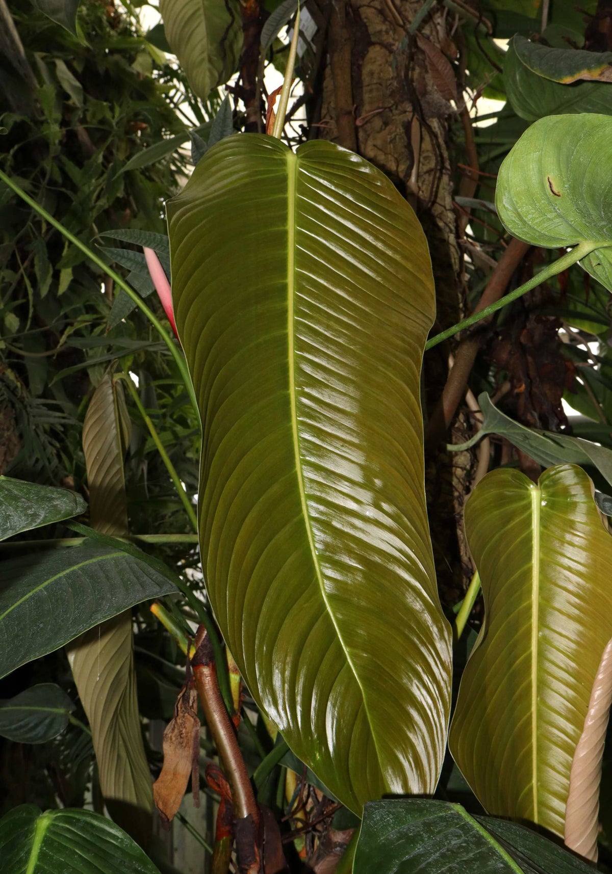 Philodendron heterocraspedon