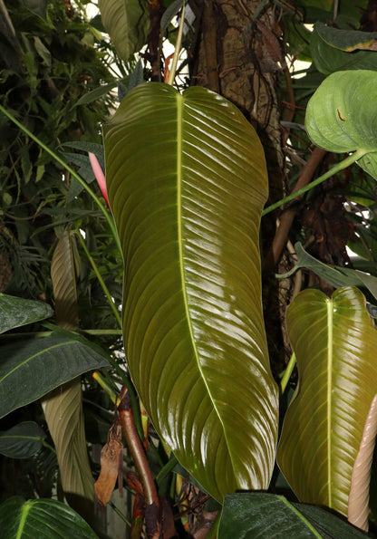 Philodendron heterocraspedon