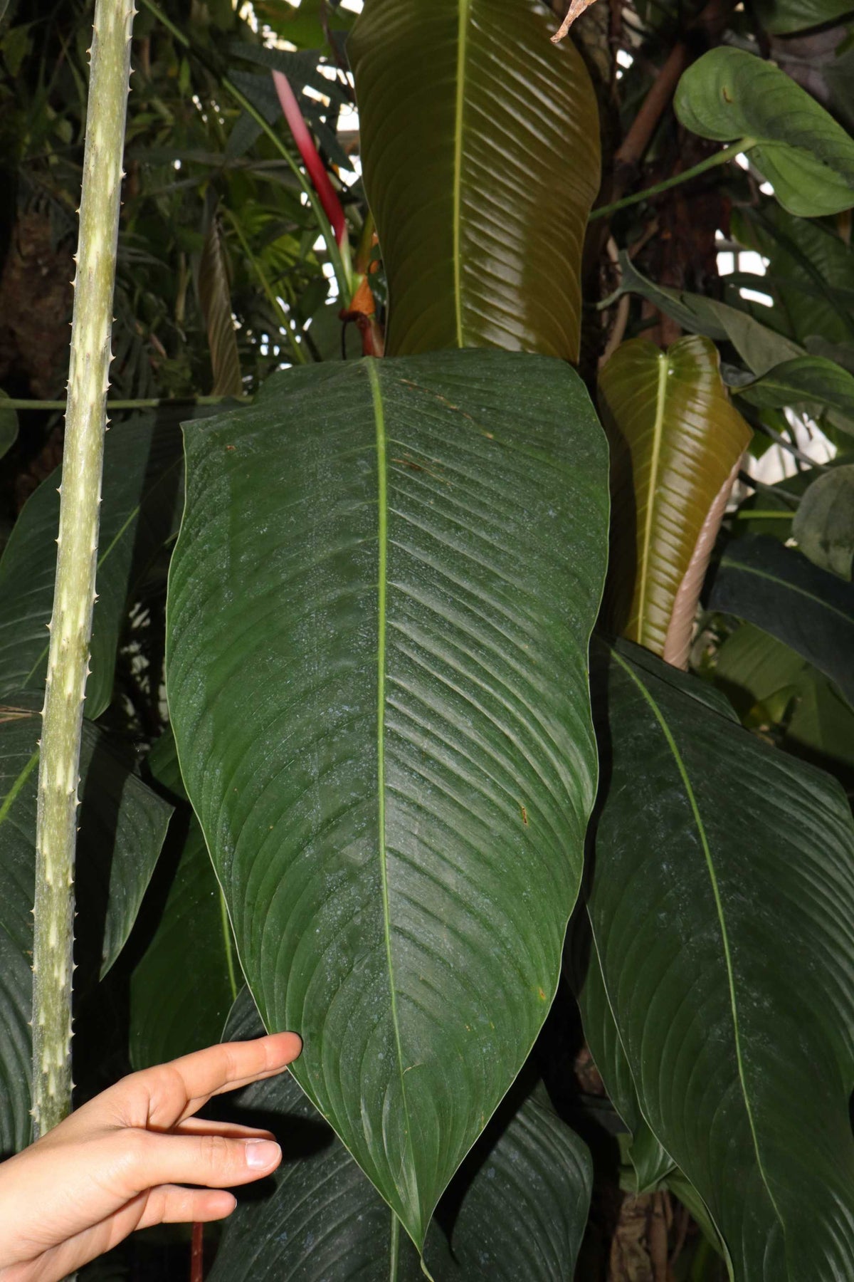 Philodendron heterocraspedon