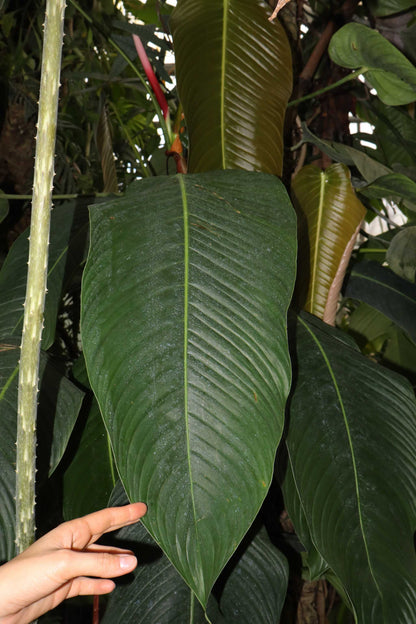 Philodendron heterocraspedon