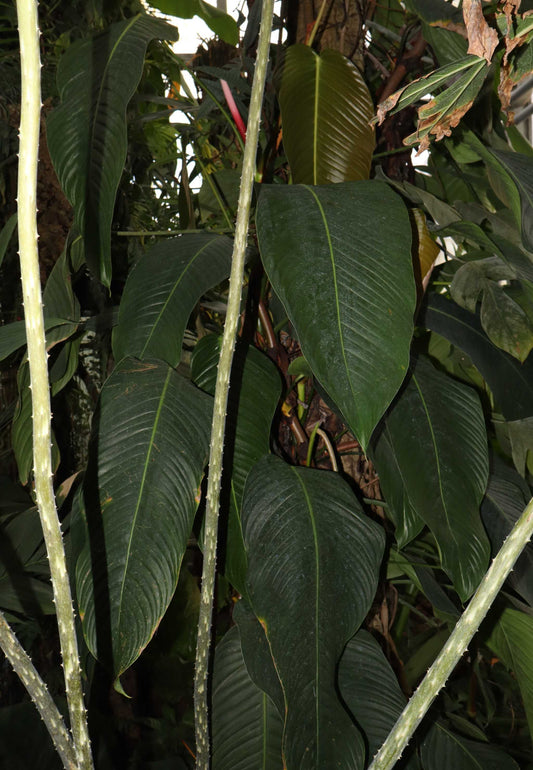 Philodendron heterocraspedon