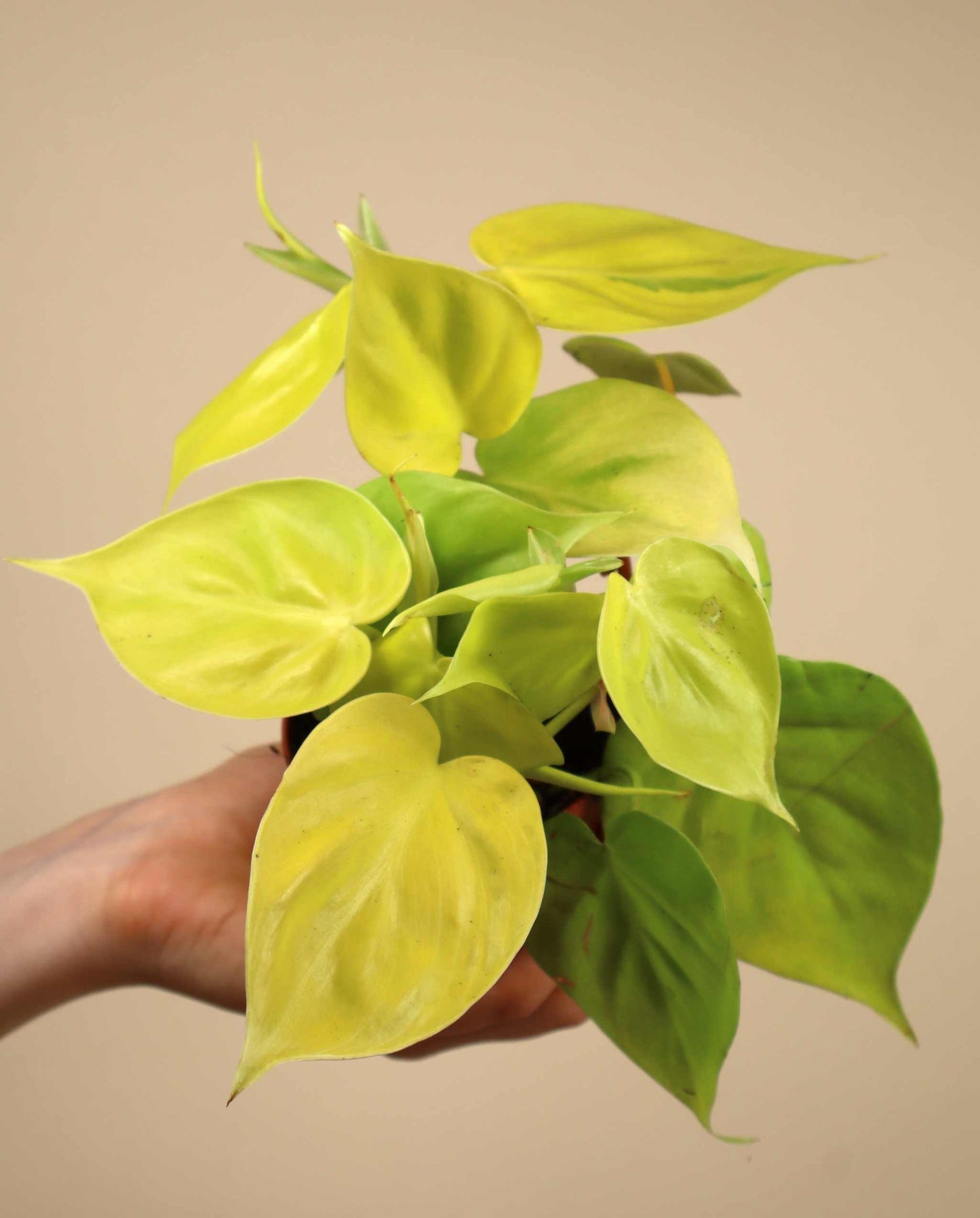 Philodendron hederaceum 'lemon lime'