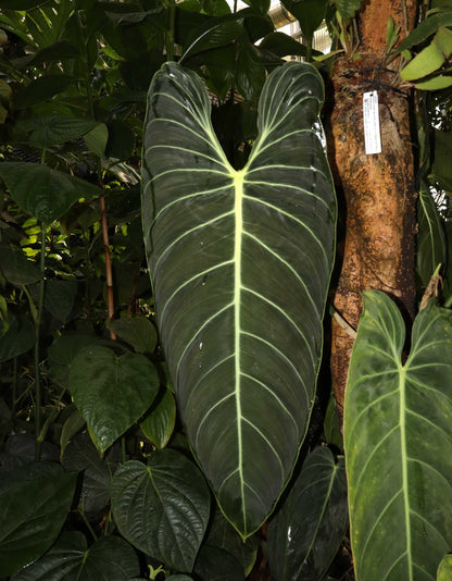 Philodendron melanochrysum