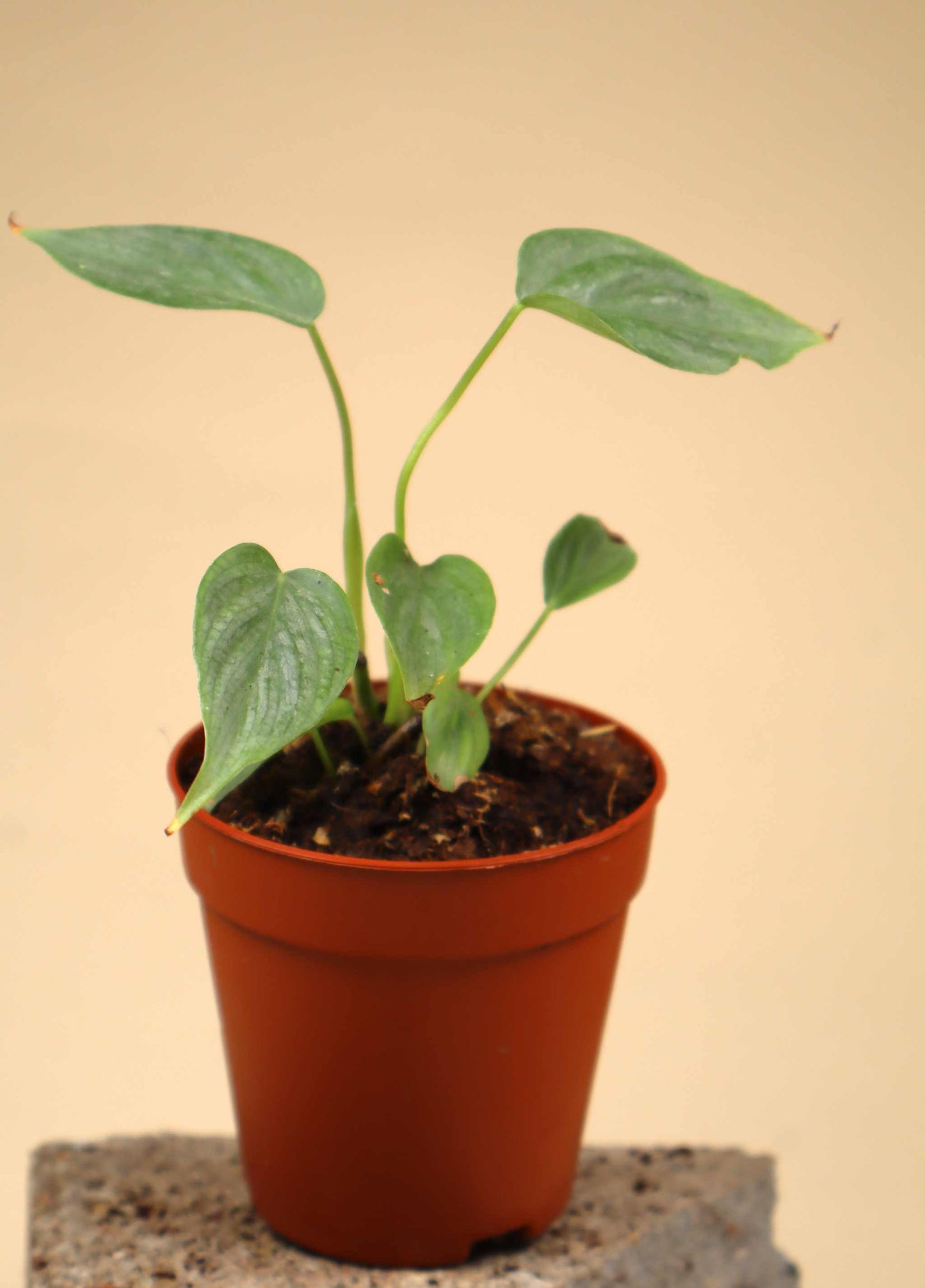 Philodendron 'Majestic' (P. sodoroi x P. verrucosum)