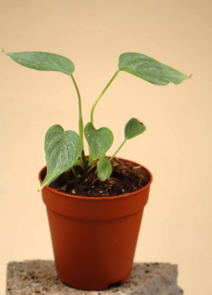 Philodendron 'Majestic' (P. sodoroi x P. verrucosum)