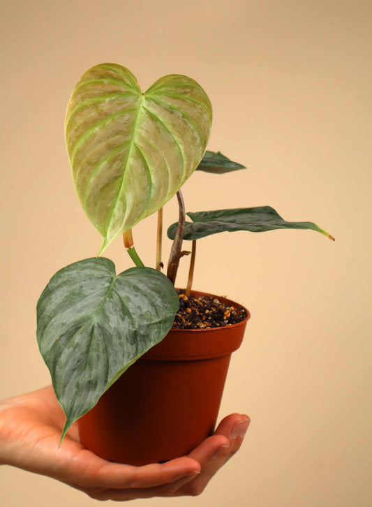 Philodendron 'Majestic' (P. sodoroi x P. verrucosum)