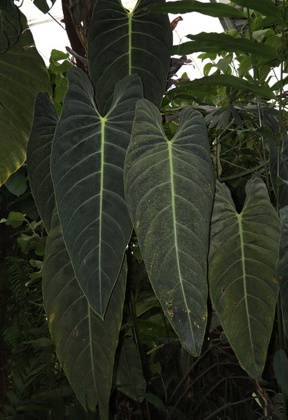 Philodendron melanochrysum