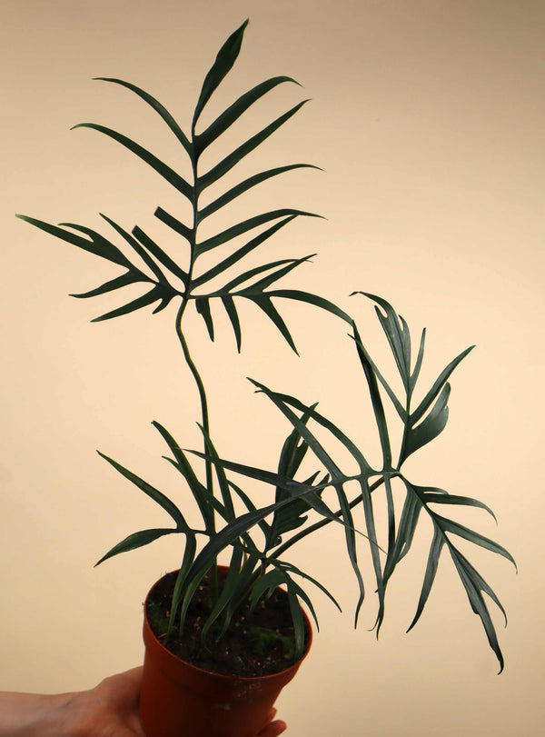 Philodendron polypodioides